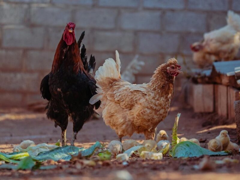 5 Kitchen Scraps Birds Love: Safe Feeding Guide 2026