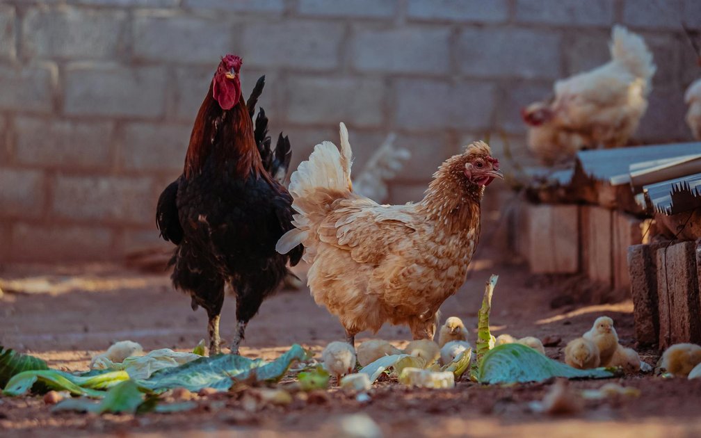 5 Kitchen Scraps Birds Love: Safe Feeding Guide 2026
