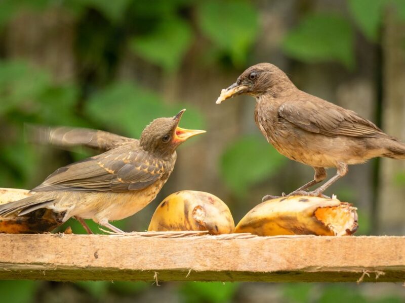 5 Surprising Kitchen Scraps Birds Love To Eat Safely