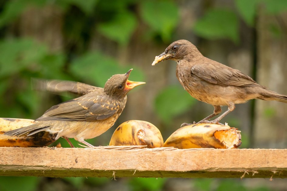 5 Surprising Kitchen Scraps Birds Love To Eat Safely