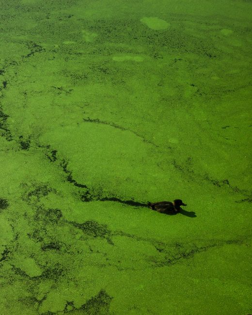 Thick green algae bloom covering a water surface