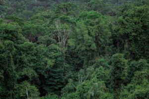 Amazon Rainforest Deforestation Falls 72 Percent in Two Years Under Brazil's Renewed Enforcement Campaign