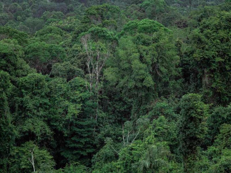 Amazon Rainforest Deforestation Falls 72 Percent in Two Years Under Brazil's Renewed Enforcement Campaign