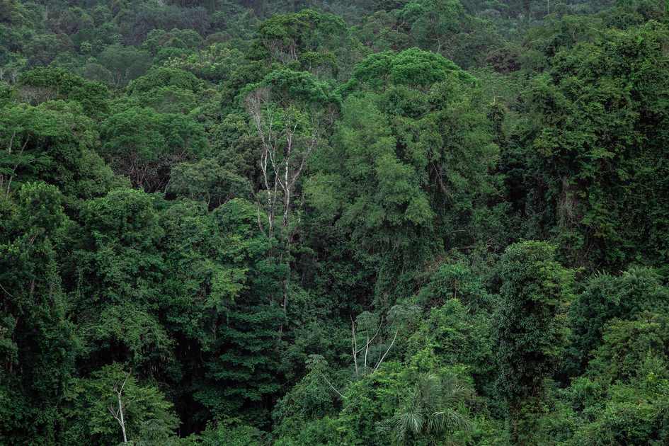 Amazon Rainforest Deforestation Falls 72 Percent in Two Years Under Brazil's Renewed Enforcement Campaign