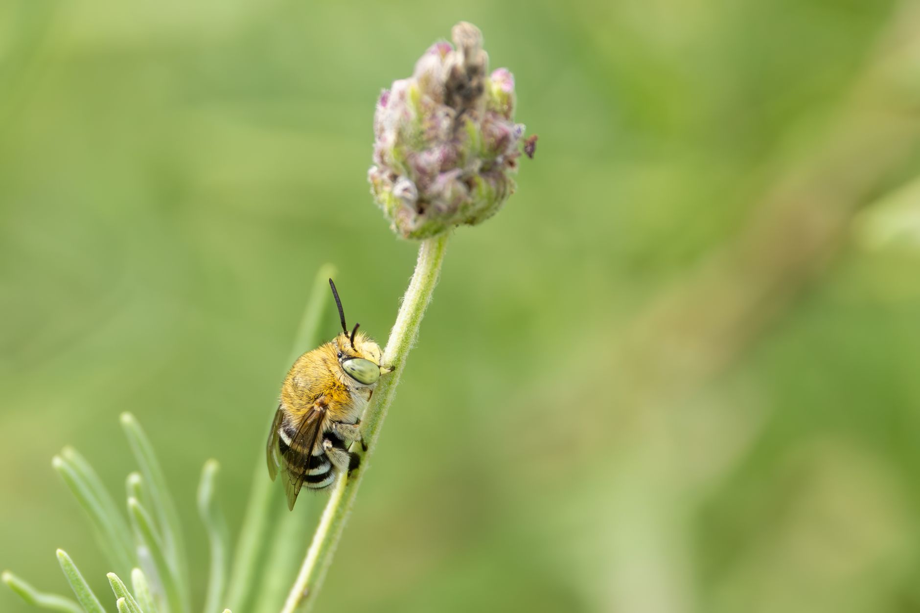Native bee on flowering plant stem in garden