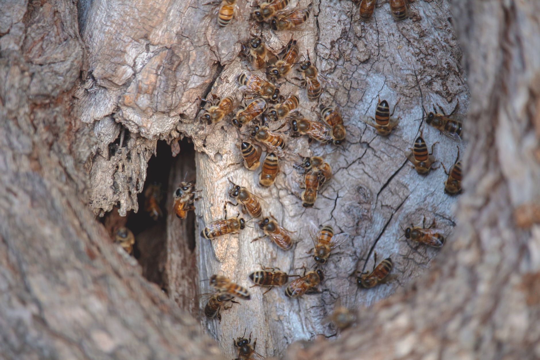 Bee nesting inside hollow plant stem