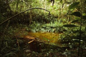 Brazil Deforestation Falls in May 2026 as Lula Government Targets Zero by 2030