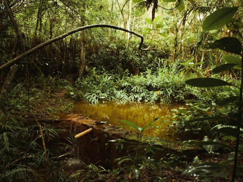 Brazil Deforestation Falls in May 2026 as Lula Government Targets Zero by 2030