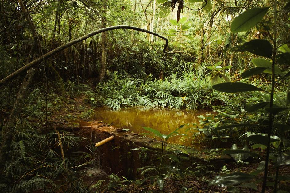 Brazil Deforestation Falls in May 2026 as Lula Government Targets Zero by 2030
