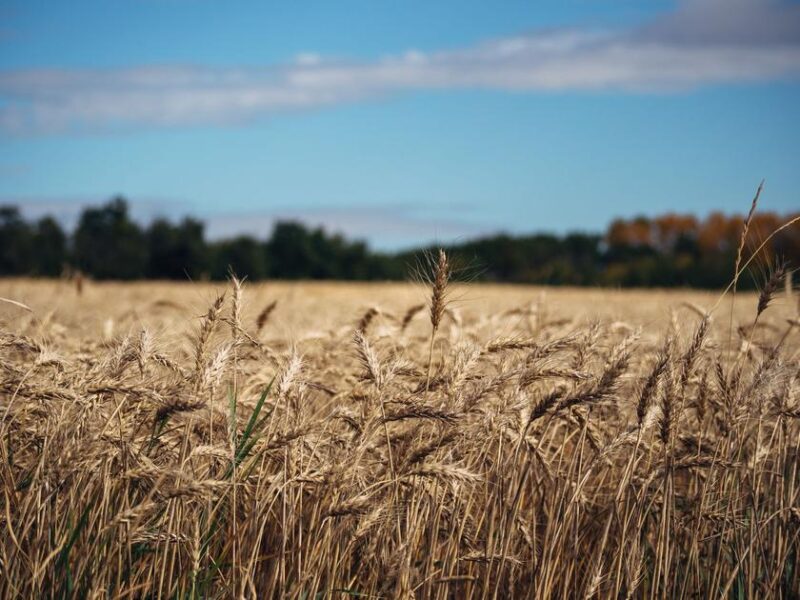 Canada Summer 2026 Seasonal Outlook Forecasts Above Normal Heat Across the Prairies