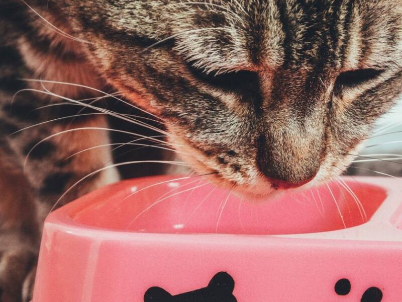 Cat Food Recall: Thiamine Deficiency Risks in 21 States