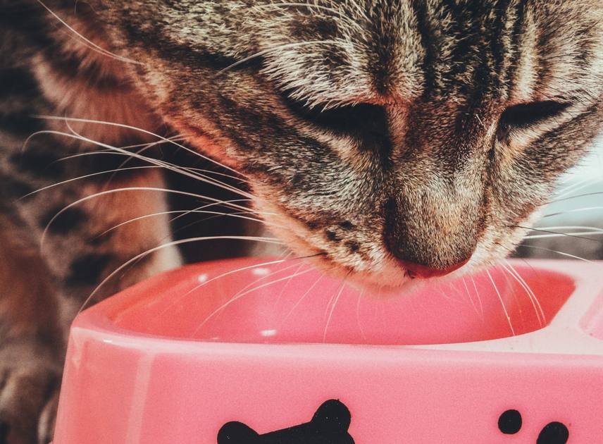 Cat Food Recall: Thiamine Deficiency Risks in 21 States