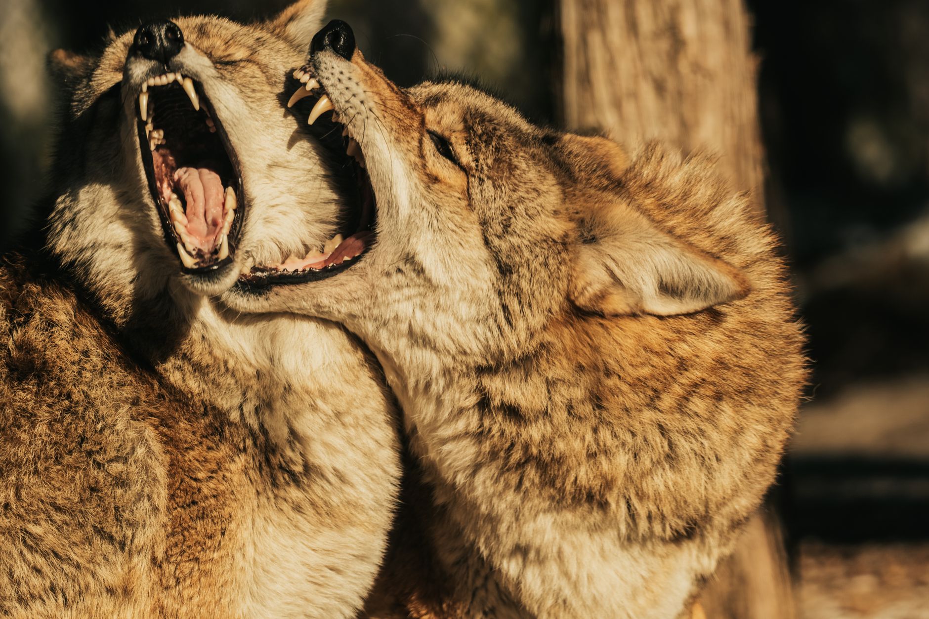 Coyote in Pacific Northwest forest habitat