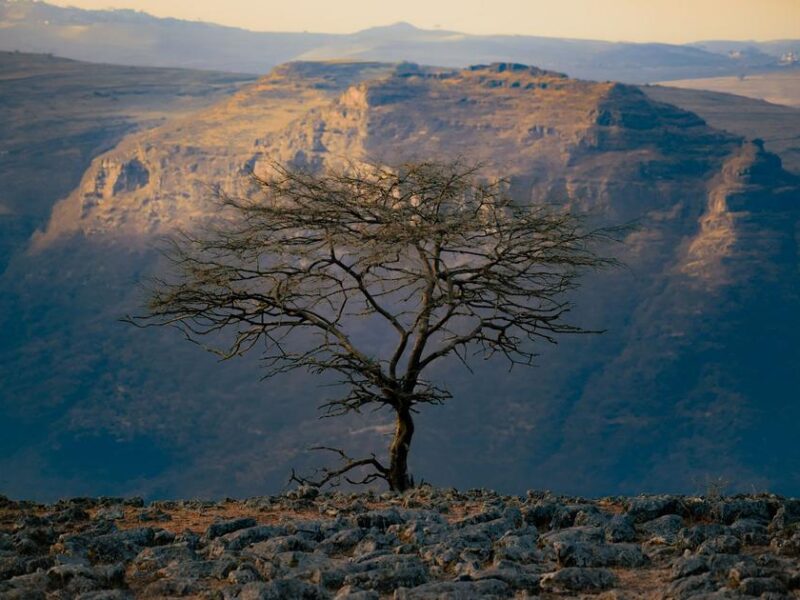 Ethiopia Green Legacy Initiative Plants 8 Billion Trees in Multi-Year Campaign