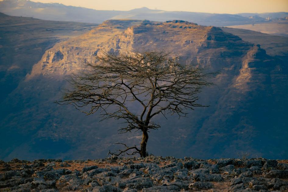 Ethiopia Green Legacy Initiative Plants 8 Billion Trees in Multi-Year Campaign