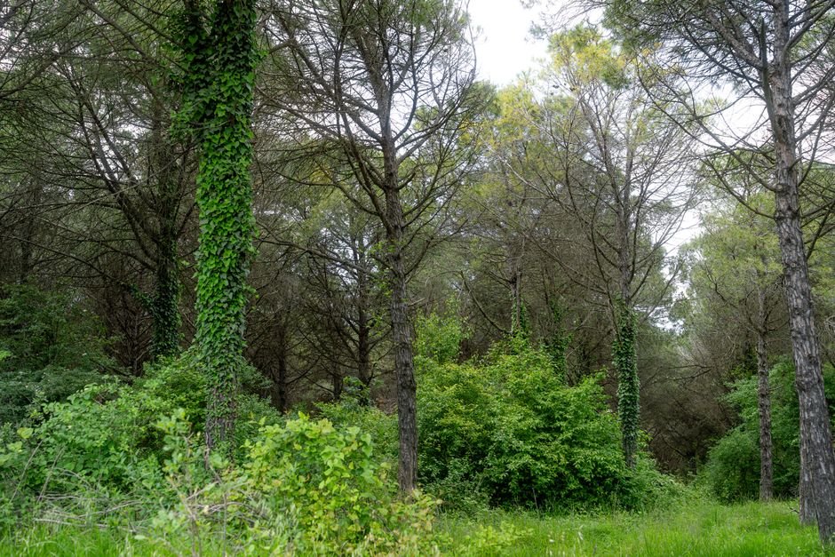 Forest Pomodoro app focus