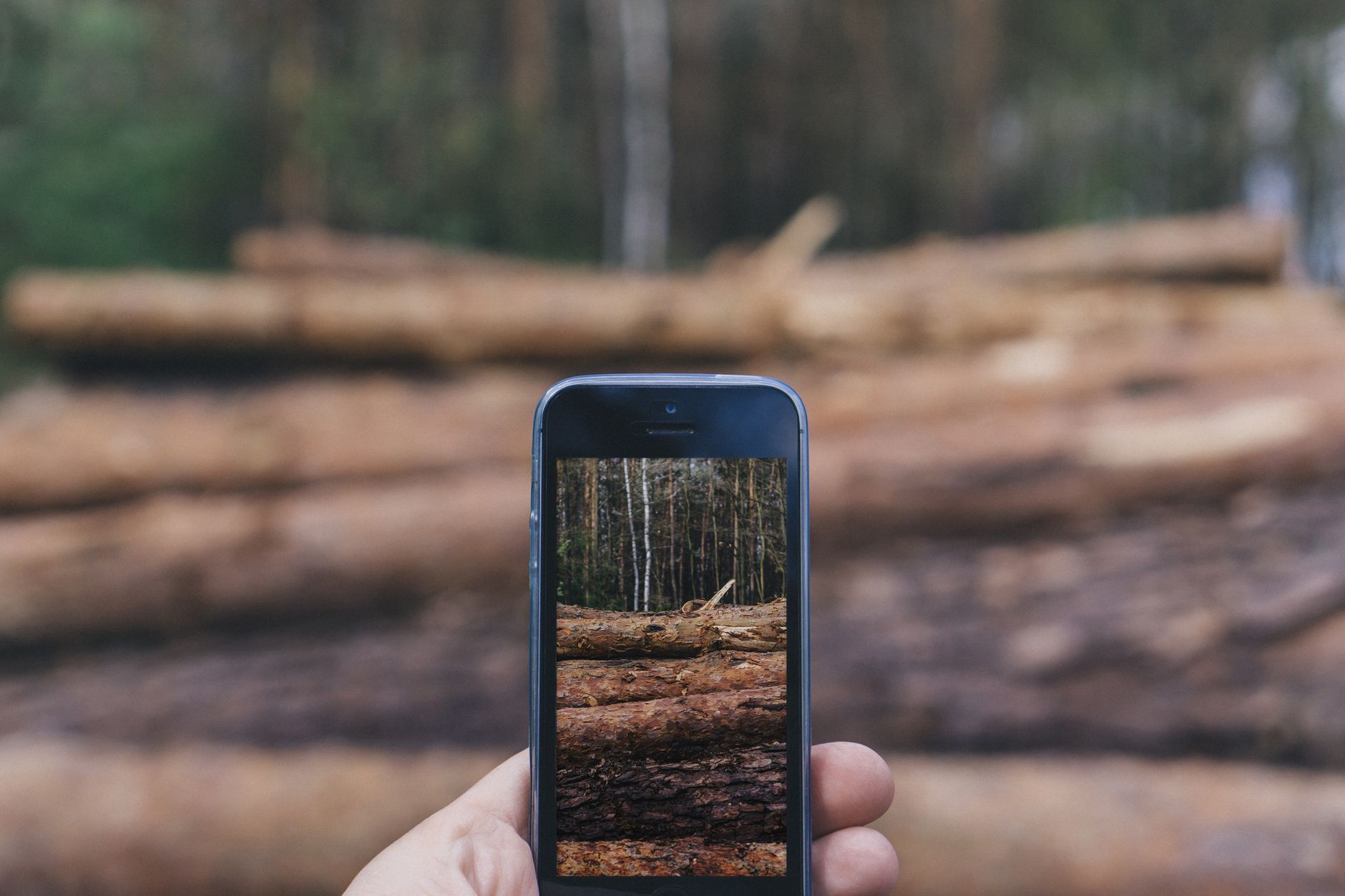 Forest app growing virtual tree for phone focus