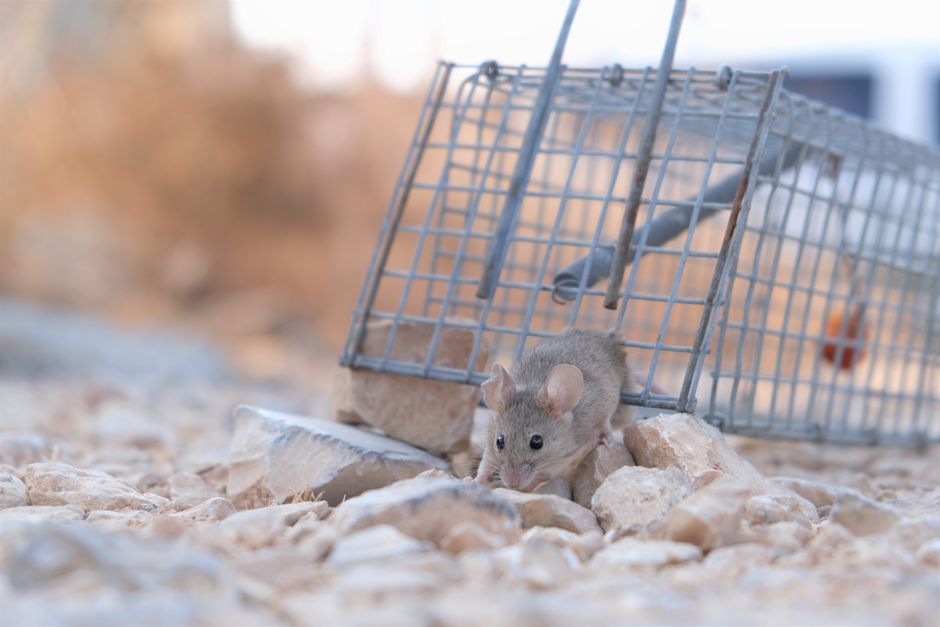 Close-up of a rodent near food storage showing disease transmission risk and warning