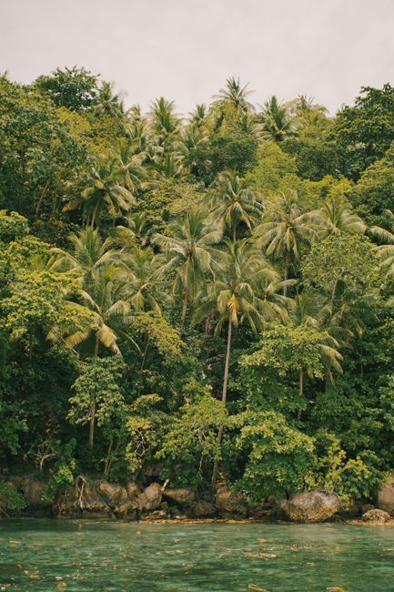 Dense tropical rainforest canopy on a remote island