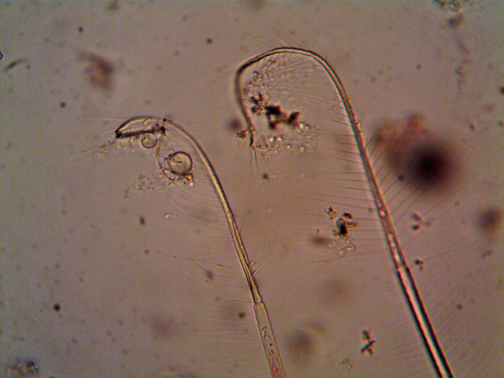 Microscopic parasite research under laboratory conditions
