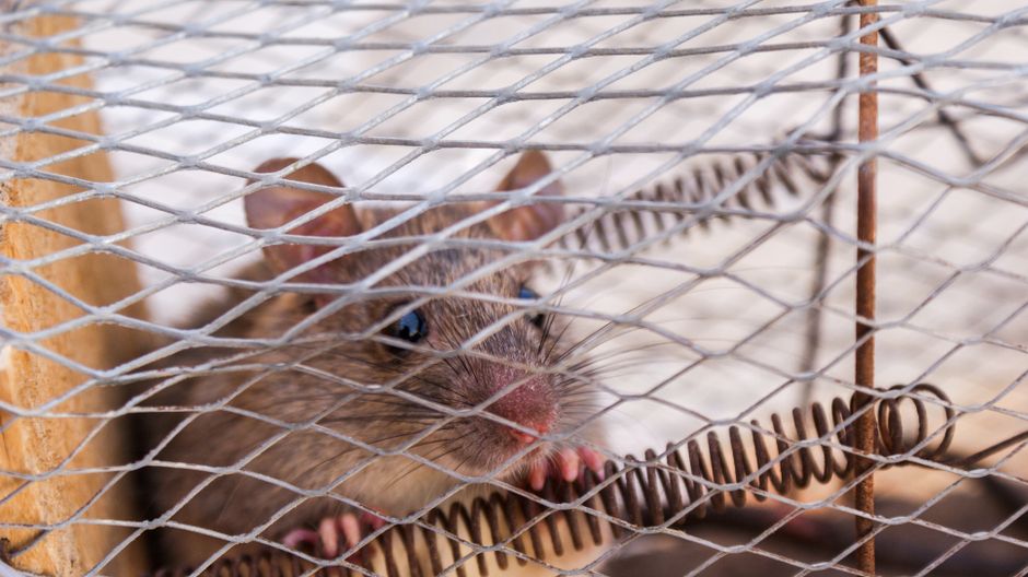 Person sealing gaps in a home to prevent rodent entry as a hantavirus prevention measure