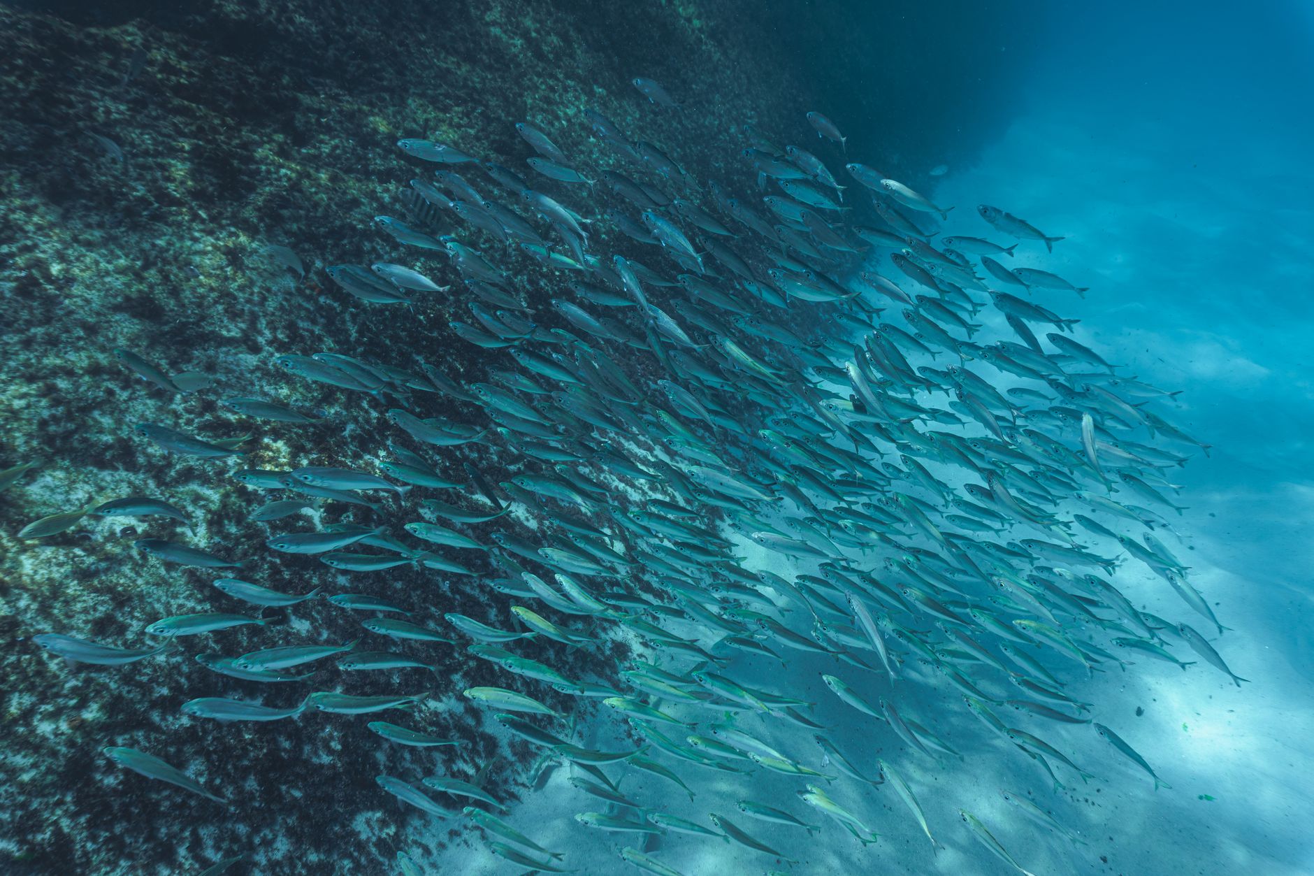 School of fish representing collective intelligence