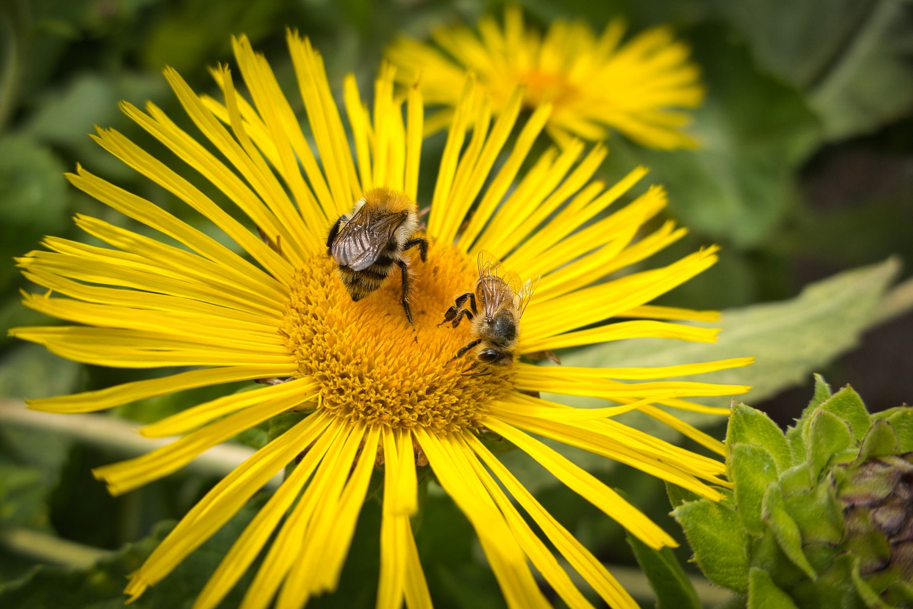 Native wildflower garden supporting bee habitats