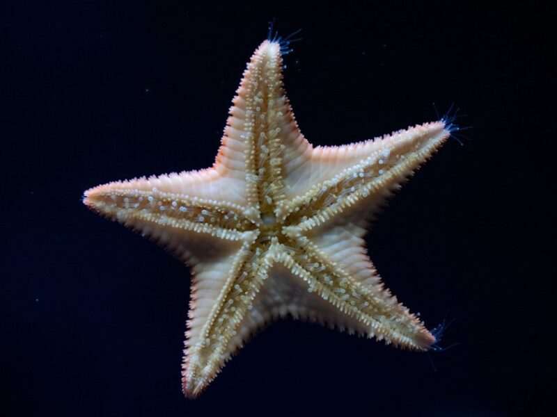Sea of Stars