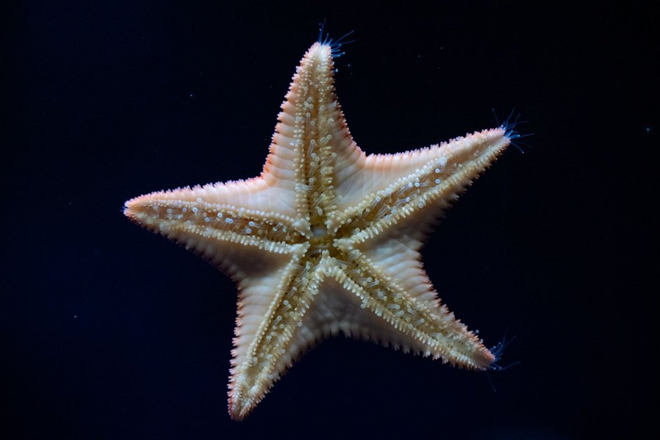 Sea of Stars
